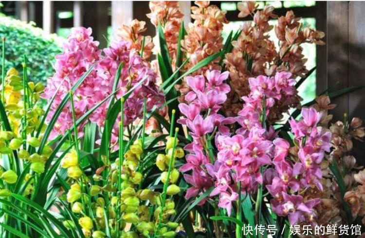 开花|4种花寓意好,家里养一盆,增福又纳财,养100盆也不嫌多!