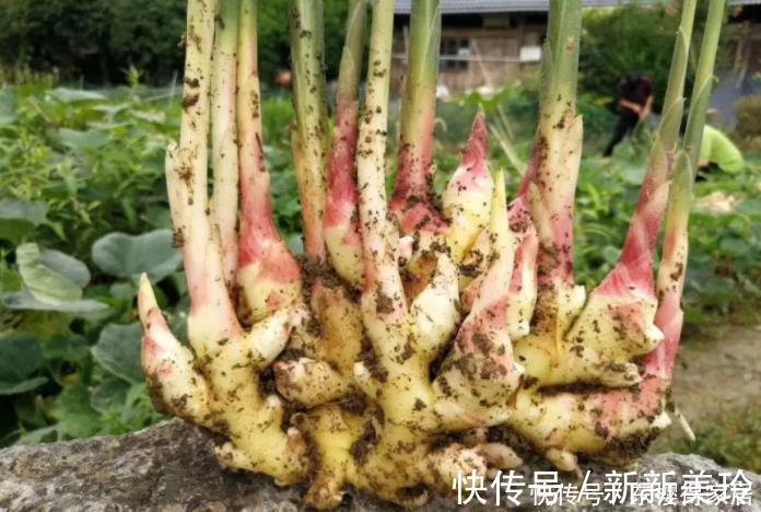土壤|阳台盆栽生姜,简单4步走,叶绿当花赏,不用再去买,自给自足