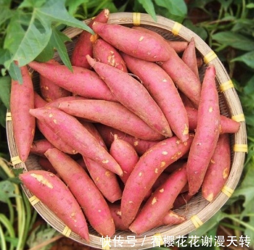 红薯不会保存教你几个技巧,放一年不成问题,越放越好吃!