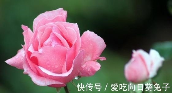 几款花卉,好养易爆盆,层层交叠,烂漫迷人眼