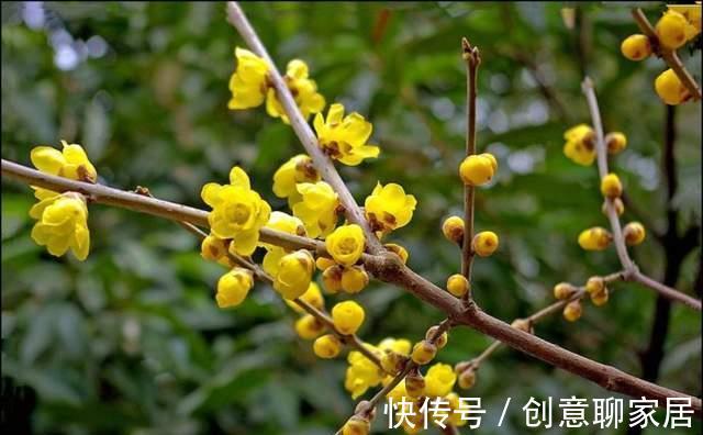 腊梅|八月以后，有几种花别随便剪，剪掉花芽不容易开花