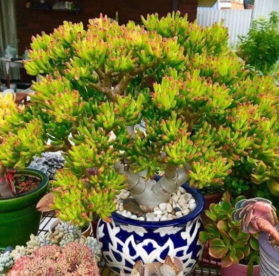 想在客厅搁置多肉老桩就摆放这4款盆景，难度低、美得像花