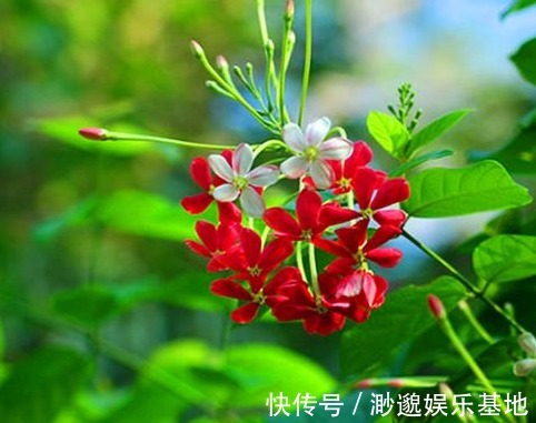 劉備|農村野草“使君子”，治療蛔蟲、疳積癥、牙痛、腹脹有奇效