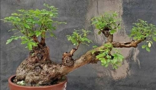 山上的“黄荆疙瘩”，做成盆景，古朴苍劲枝叶扶疏，观赏性强