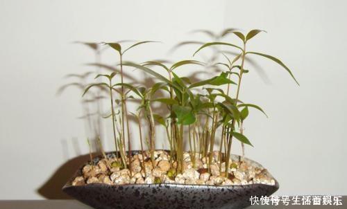 春天到,这“4种”果树种子不要扔,丢入盆里,呼呼长成小盆栽