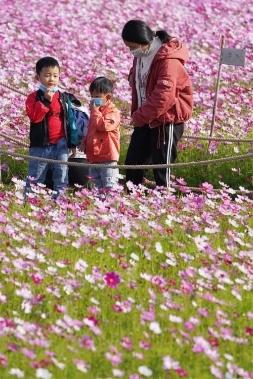 超多美图曝光！中山五大花海齐放，快去打卡