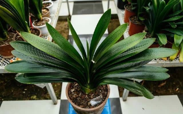 君子兰害怕五件事,新手经常犯,做不好,难怪越养越糟糕