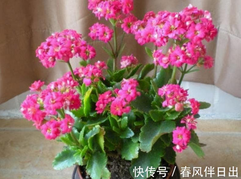 长寿|初秋养长寿花，盆栽该怎么催花？满足4点，植株呼呼窜花苞