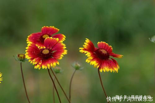 夫妻|夫妻中有一人属此生肖，孩子个个智商高，才貌双全，前程似锦