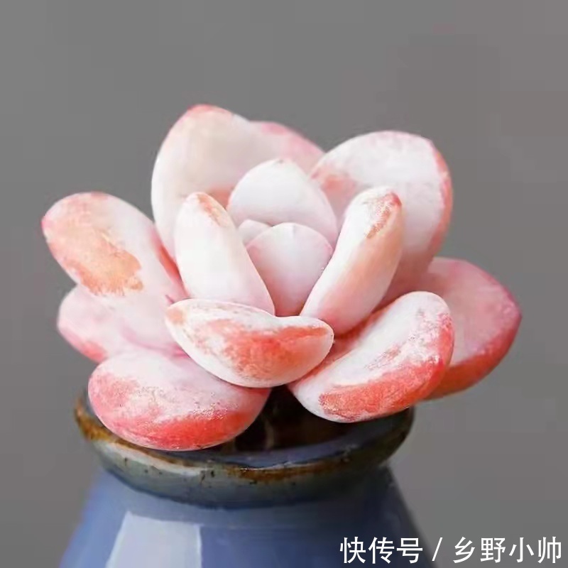 雪莲|雪莲、雪精灵、洛神，“三大神仙多肉”比美。你更喜欢哪一个？