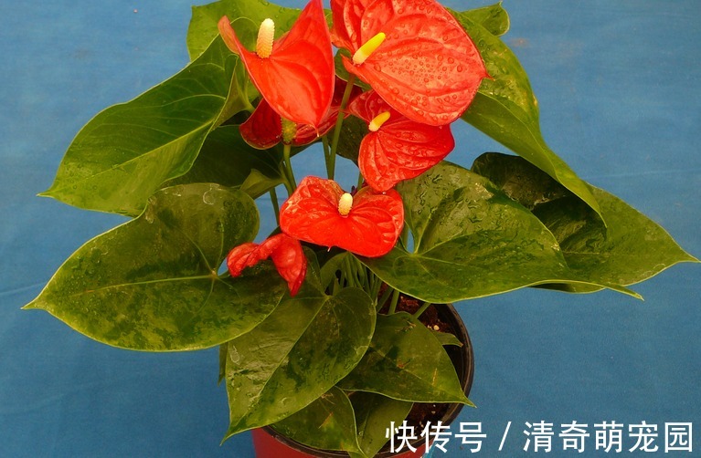 让红掌开花该注意哪些地方?4方面调控及时,盆栽寓意好、颜值高