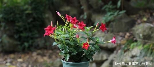 懒人|最适合懒人养护的这些花,不用费心养护,就可花开繁盛!