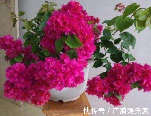 技能|三角梅开花的三个技能,掌握一个就能开花不断,并且一年都在开!