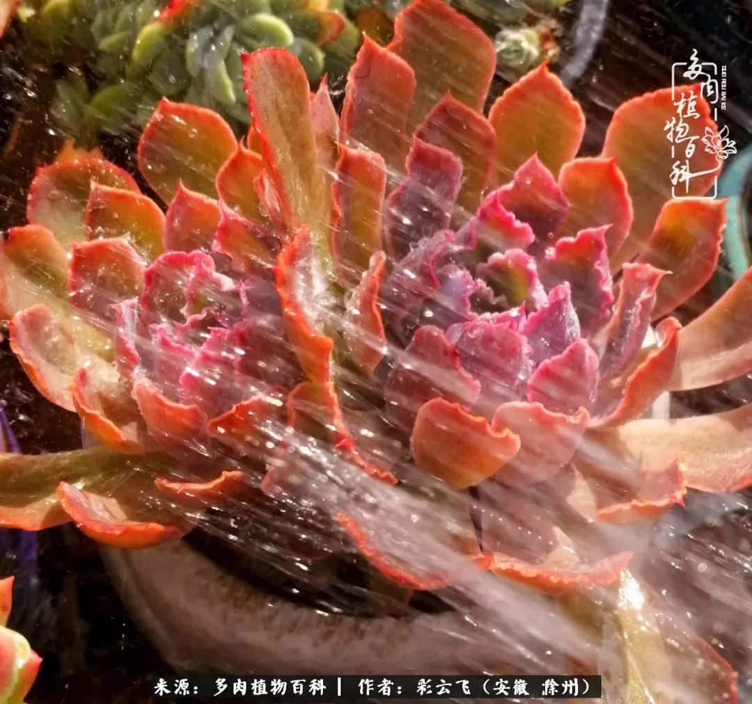 浇水后的多肉，照片秒变“照骗”！却被“骗”得很开心！
