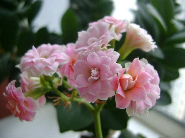 植株|养长寿花,“4步”来“叶插”,1盆变10盆,今年能“轻松”开满屋