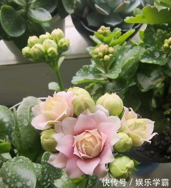 颗粒肥|养出一盆好的长寿花,一定要舍得用肥料,肥料够了才能开花