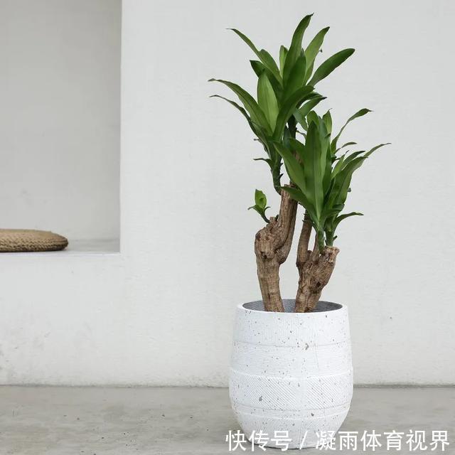 幸福树|2021年最流行的客厅花卉植物,看看哪种最适合你家