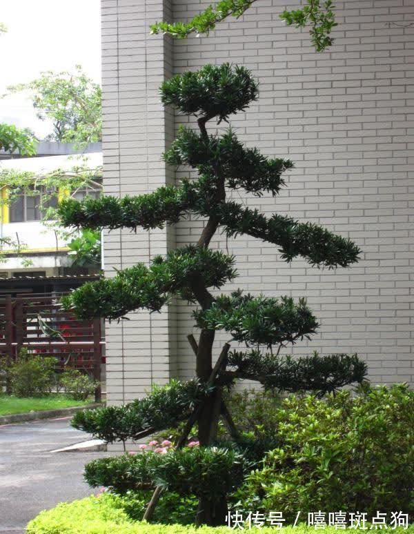 家里有院子，建议种一些能观赏的树，小投入，大收获，划算