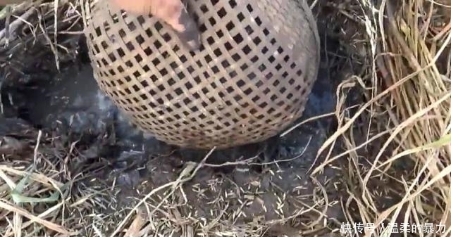 现在还有这种农田?扒开草皮,烂泥里一群野鱼,轻松抓一盆