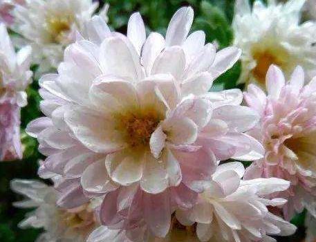 喜欢养花,不如养盆“十大名花”菊花,开花爆盆好养活,艳压群芳