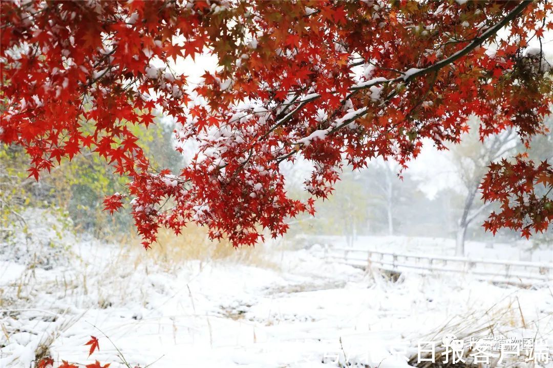 美景|立冬恰逢初雪，北京号带您“云”赏雪后美景