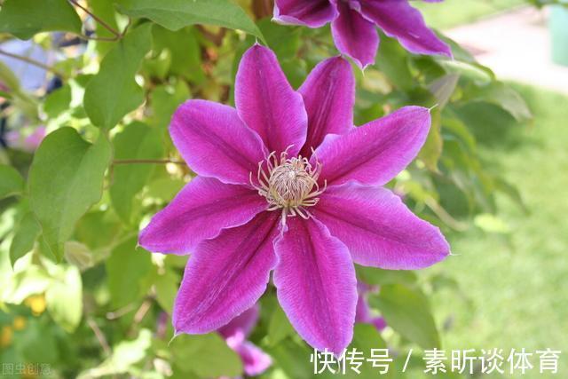 施肥|她养铁线莲,每年早做三件事,从不为开花发愁,今年我要向她学习