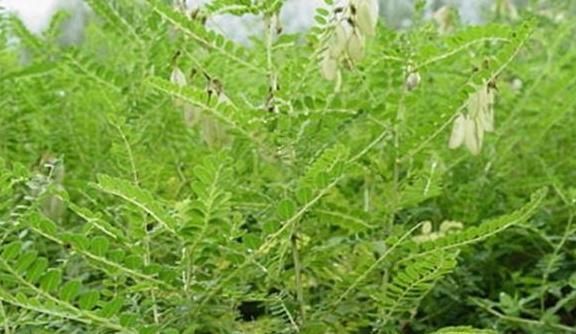 中年|乡下一种珍贵草，人称“黄人参”，地下根茎是宝贝，看到别忽视