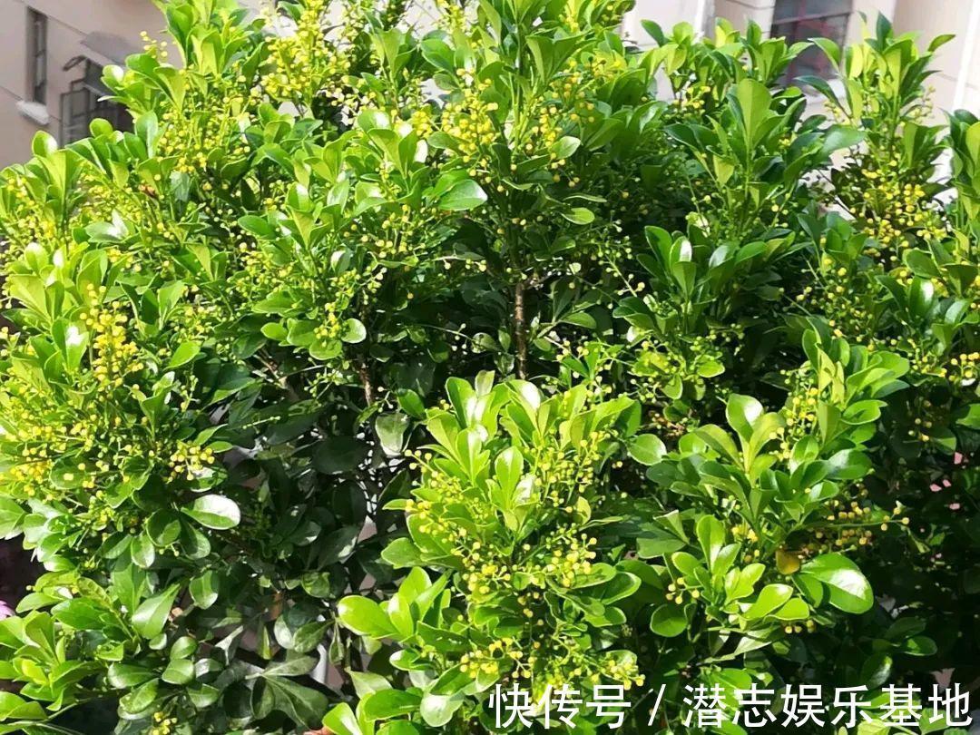 6种“漂亮花”，长了就狠剪，舍不得剪害处大，耽误一年开花量