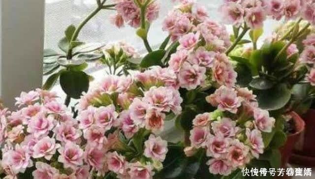 修剪|长寿花开完花,马上给它做“3件事”,很快再次孕蕾开花