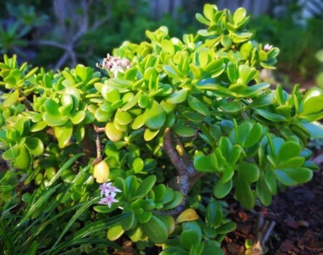 多肉玉树难养教你3个换盆妙招,养出枝叶繁茂、清新脱俗的玉树