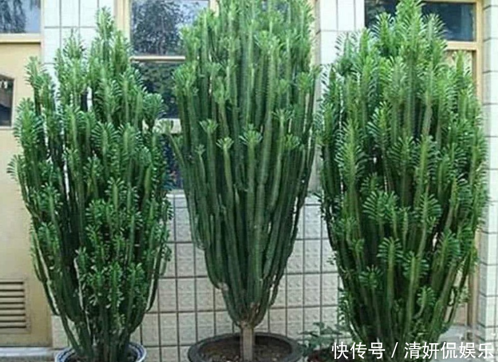 老人常说的“镇宅花”,客厅放一盆全年走运,还能招财进宝