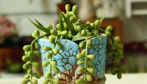 3种多肉,天热少浇水,养护成“老桩”,欣赏价值高