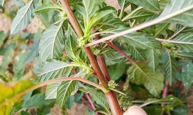 凉拌苋菜|人称“补血菜”,长在路边常忽视,根是极品中草药,记得摘回家