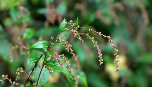 农村|农村常见野草,捣烂丢水里能麻醉鱼,村民用来酿酒是一绝