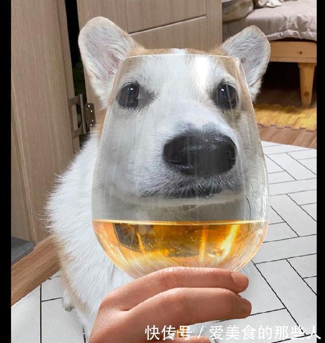|通过高脚杯来看狗狗，它的模样表情太搞笑了，狗：笑够了没有？