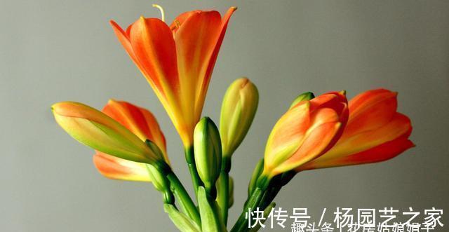 养殖君子兰,浇水是养护中重要一环,从这几个方面来掌握浇水方法