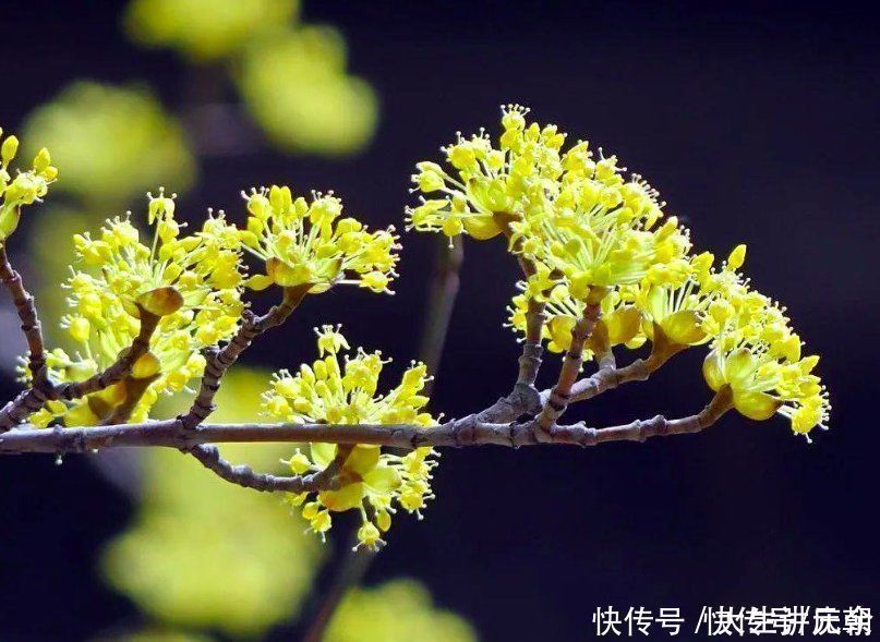 倍思亲|王维重阳节写下一诗，开篇便是千古名句，值得一读