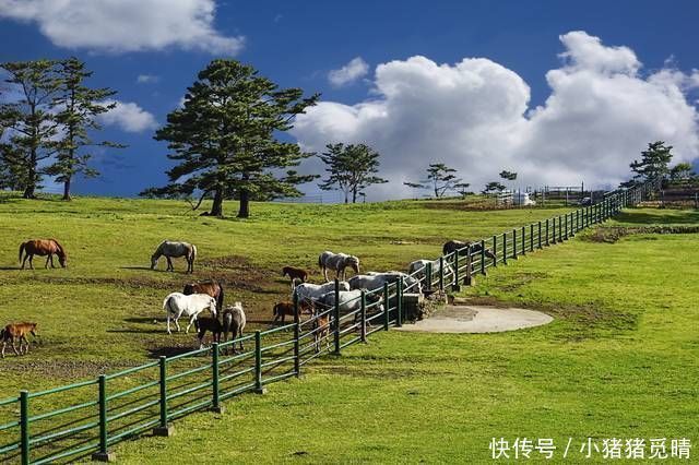 旅游|中国大妈去韩国旅游，想买30斤泡菜回国，却被导游极力阻止