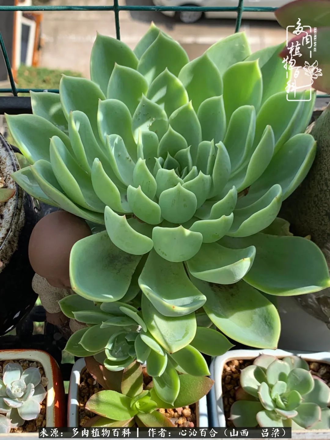 夏季的多肉,绿色才是主色调!努力呵护,期待绽放的那一刻!