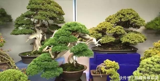 这3种盆景可以养成传家宝,再穷也要养,越老越值钱!