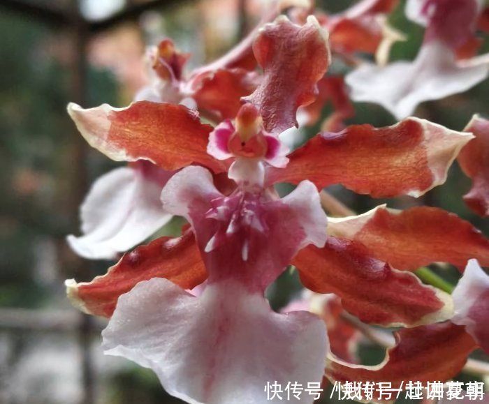 4种花别用土养,一浇水就烂根,最后1种很神奇,倒挂空中也开花