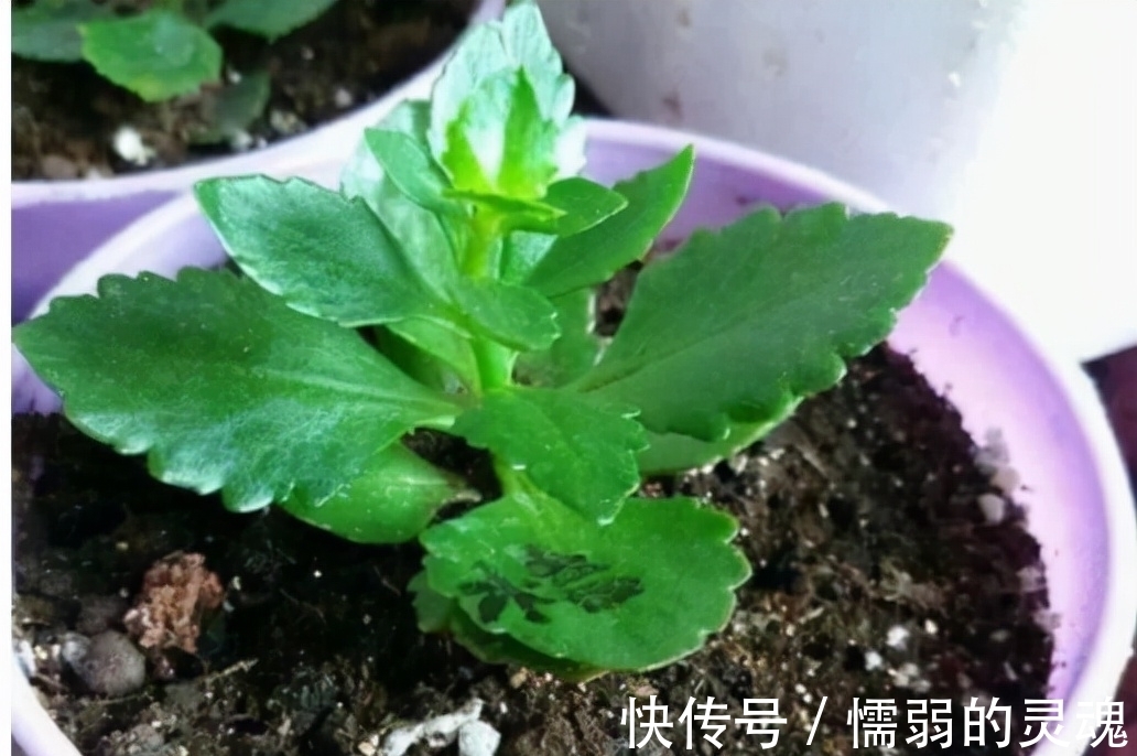营养土|12月“扦插”3种花,明年春天就长花苞,超值