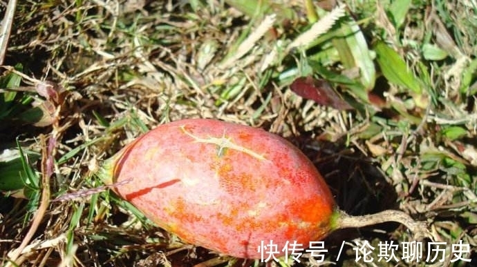 野果|农村有一野瓜,果实烂一地无人问津,其实它的根部才是“宝”