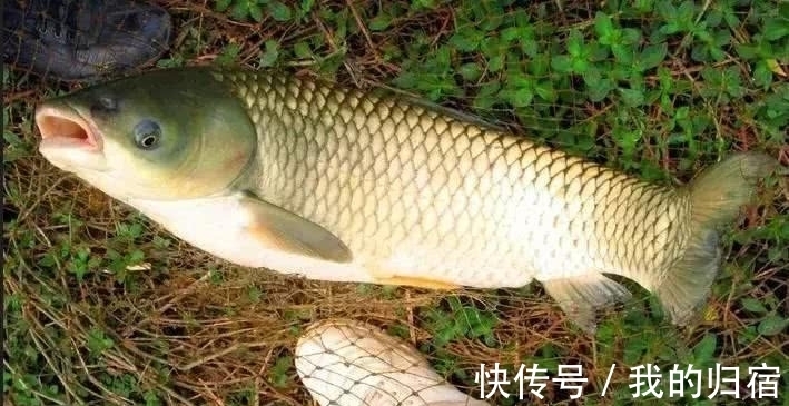 鱼不开口别死等,学会灵活应对,鱼口想差都难