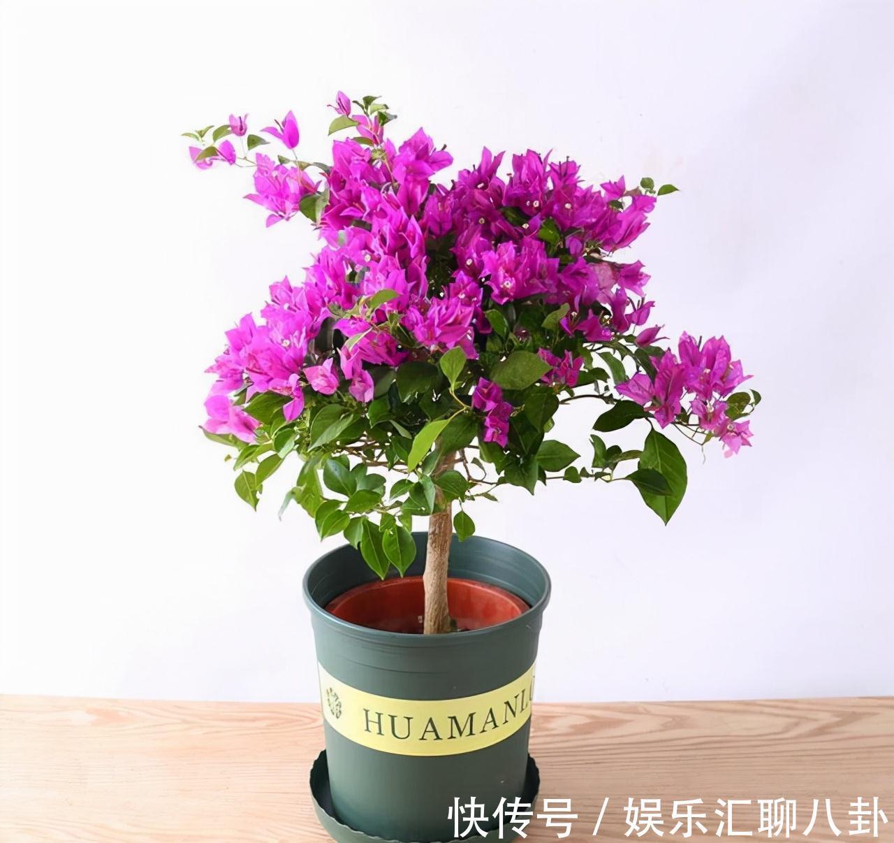 农历九月十八霜降后,养什么花?家里养3种花,生活幸福事业如意