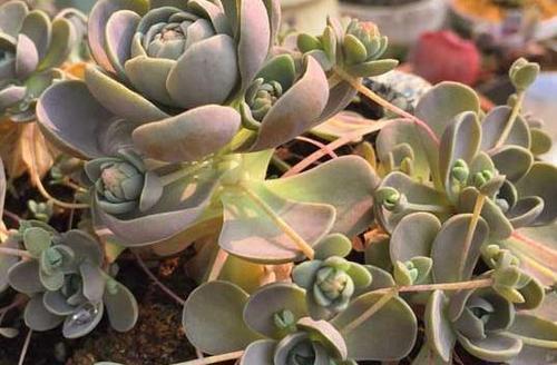 公认好养的4种多肉植物，养一年就能长满盆，像是从花盆里流出来