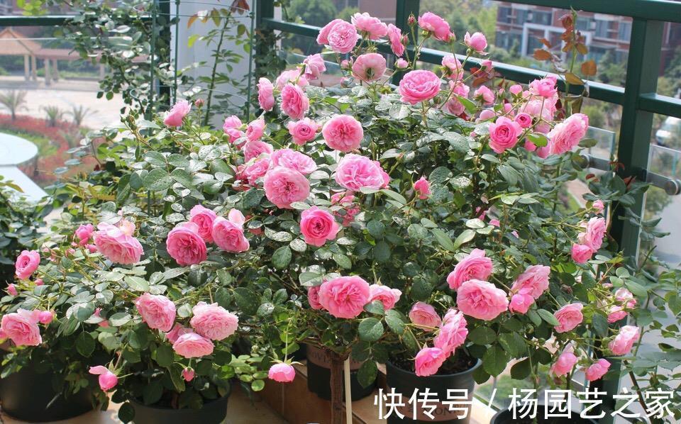 金满枝|气温升高，月季花越开越小？知道5个原因，就能开大花了