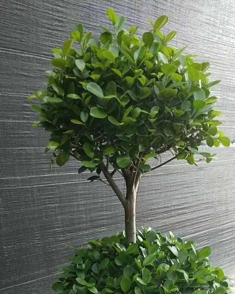 有名|3种有名的“小榕树”,养在家里真不错,简单大方有品位