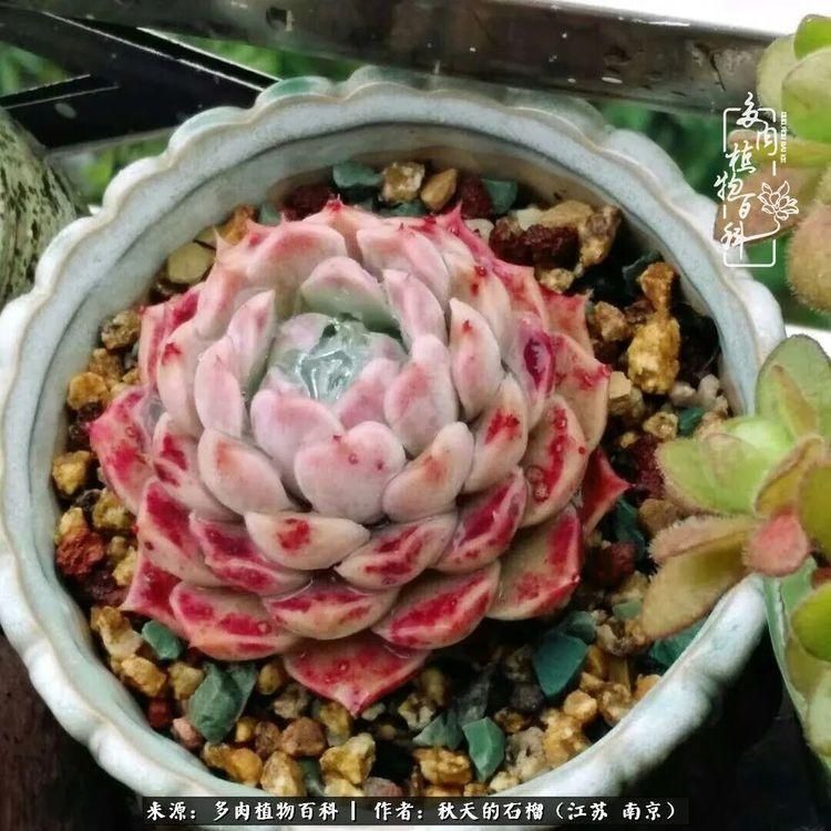 渡劫归来的肉肉,谁是谁的前世,谁又成了谁的今生