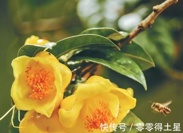 此花是我国独有,被誉为“皇帝花”,随便一开就值千金,营养丰富!